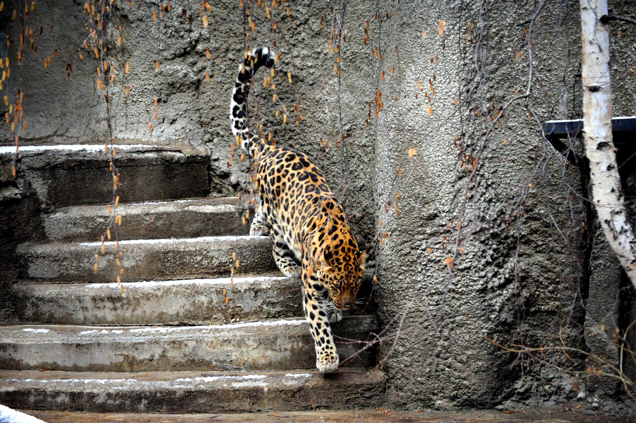 Женщины в леопардовом зоопарке