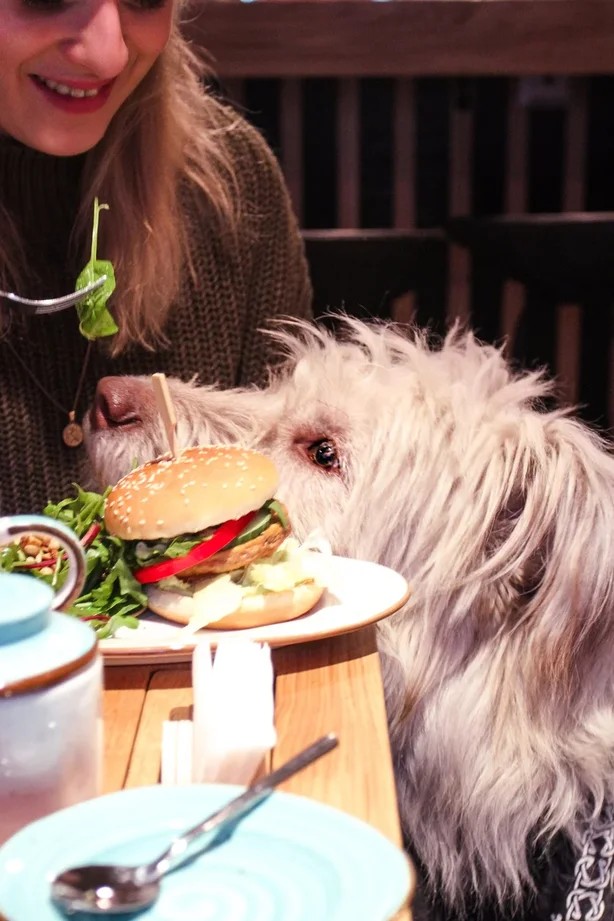 Куда сходить с собакой в Москве: советы владельцам и 10 dog-friendly мест на любой вкус | Питомцы | Time Out