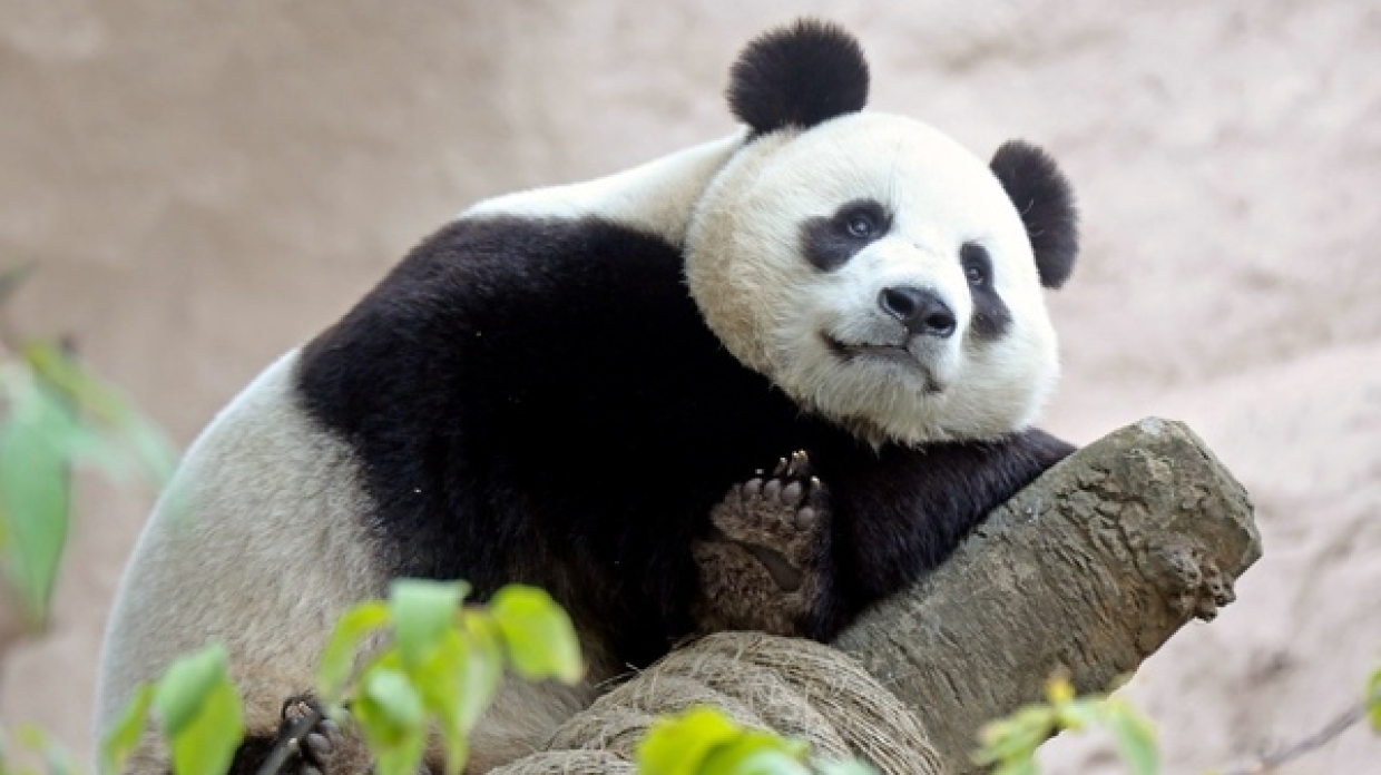 Зоопарк увидеть панду. Панда в Московском зоопарке. Панда жуи в Московском зоопарке. Малыш панды в Московском зоопарке. Большая Панда в Московском зоопарке.