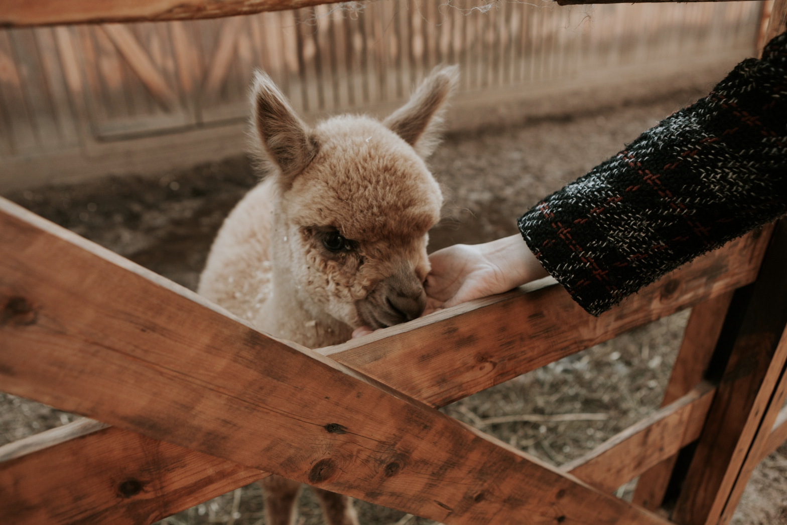 5 мест в пределах МКАД, где можно провести выходной в компании диких животных