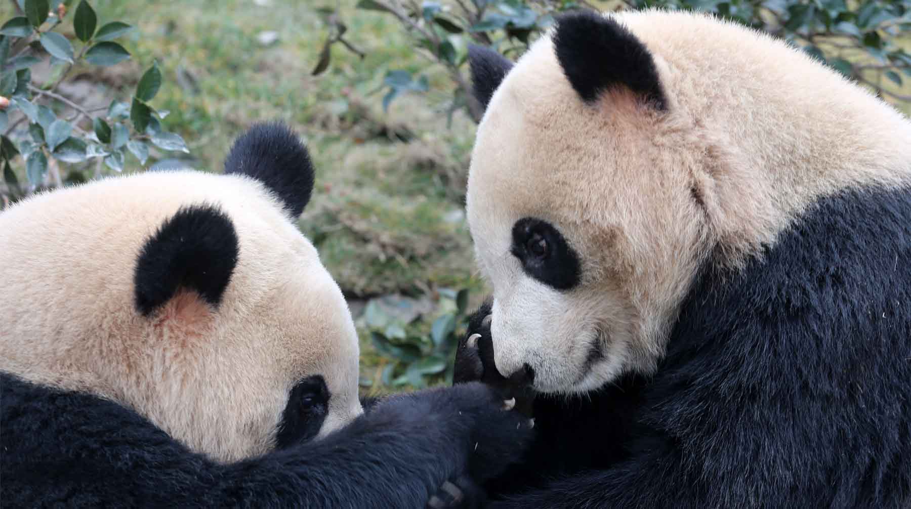 Московская панда с детенышем