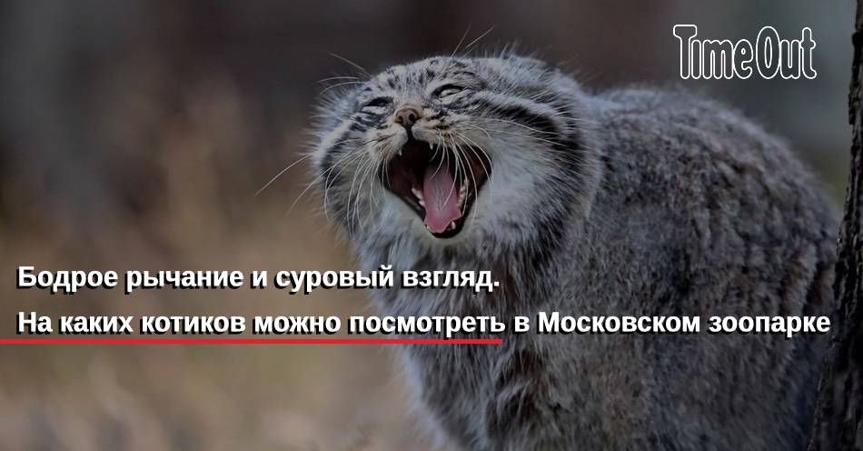 Большой секрет для маленькой компании. Байкова. Под бодрое рычание. Под бодрое рычание. Под бодрое рычание.