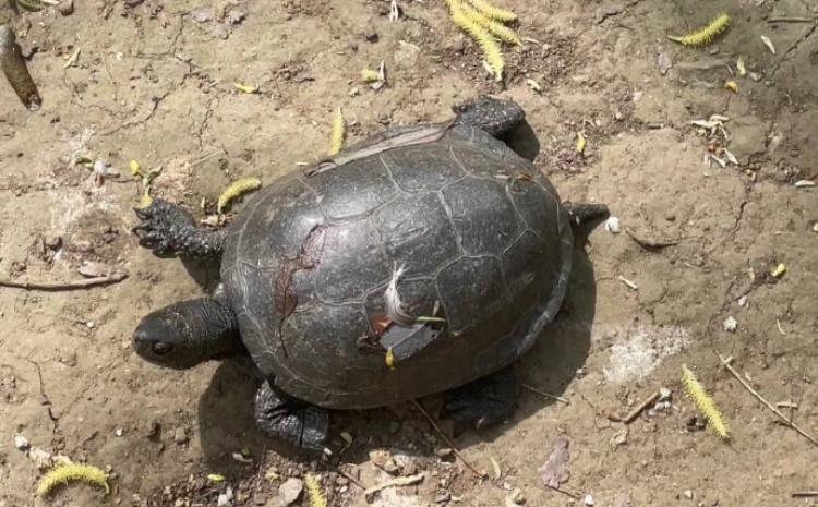 В Московском зоопарке призывают не беспокоиться за черепашек