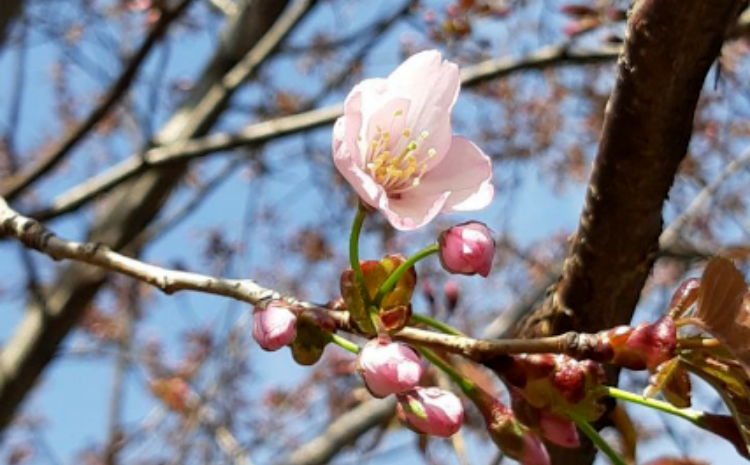 В Москве расцвела первая сакура