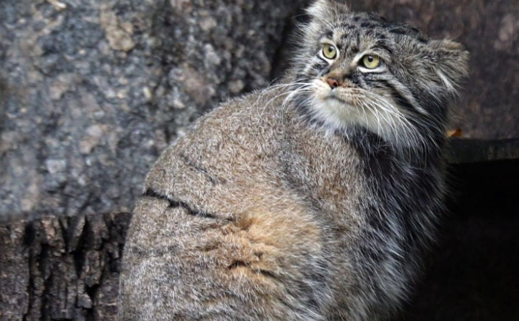 В Московском зоопарке пройдут мероприятия в честь Международного дня манула