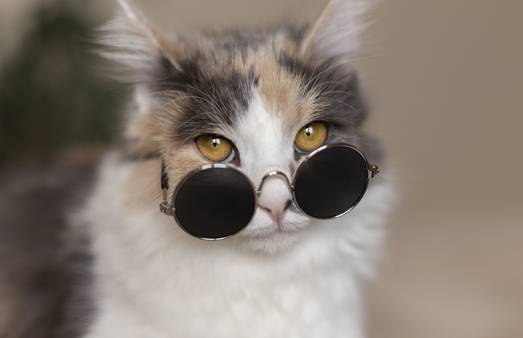 Почему нам так нравятся видео с животными: 5 простых научных объяснений