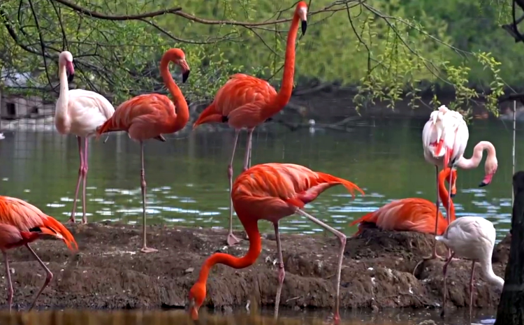 В Московском зоопарке фламинго переехали в новый вольер