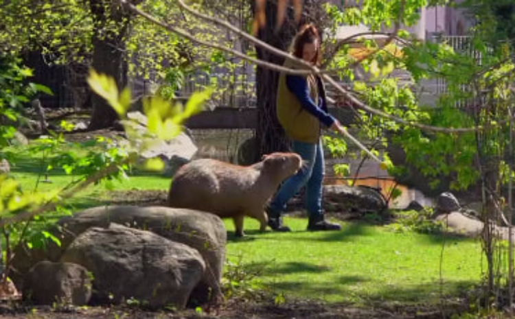 В Московском зоопарке капибары вышли в уличный вольер