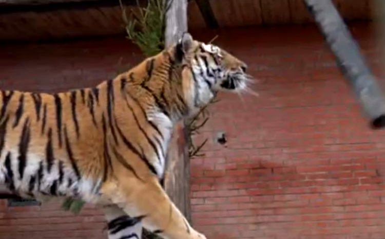 В Московском зоопарке появилось дуальное образование