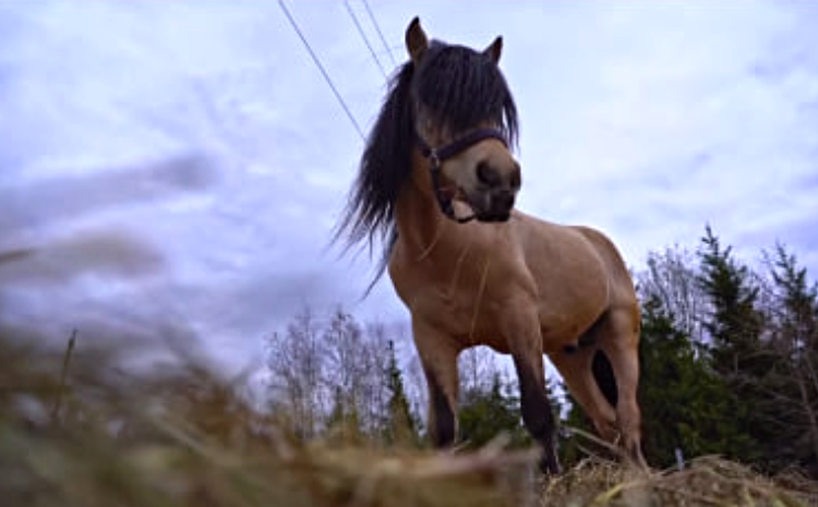 Центр воспроизводства редких видов животных рассказал про редкого жеребца