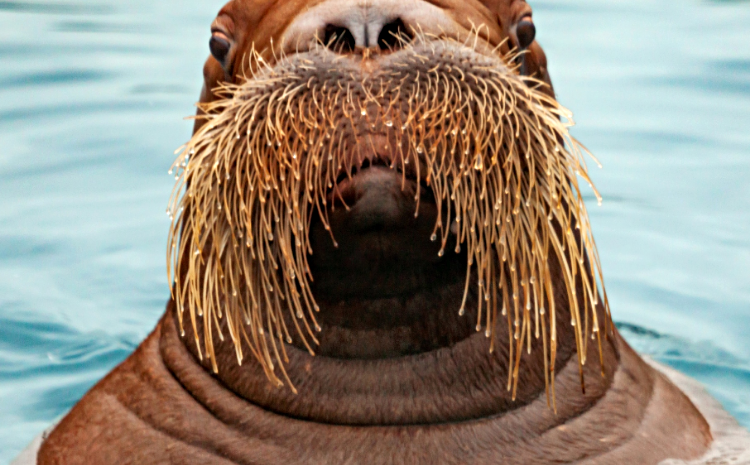 В Москве пройдут первые занятия для детей в клубе «Тайный мир зоопарка»