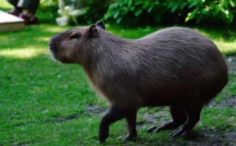 Московский зоопарк рассказал о жизни подопечных капибар
