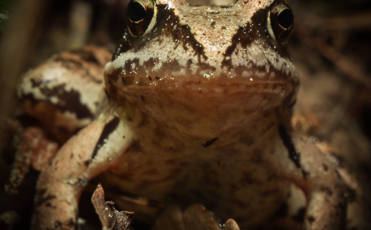На природных территориях Москвы начались «кванцерты»