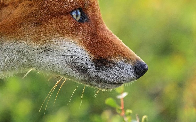 На ВДНХ откроется фотовыставка «Камчатка. Рассказ в лисах»