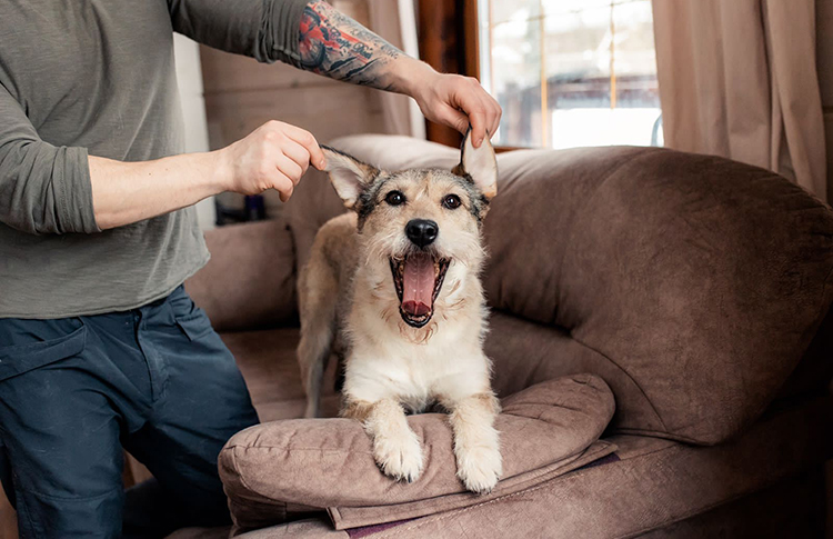 В хорошие руки: животные в приютах Москвы, которых можно забрать домой в июне 2023 года