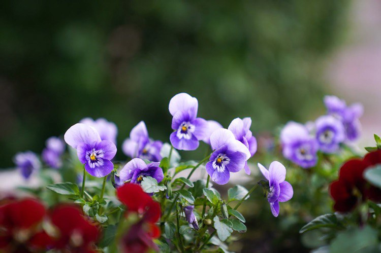 Больше 35 миллионов однолетних цветов посадили на улицах Москвы