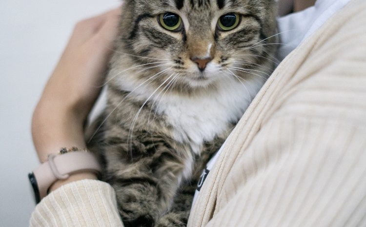 В Москве пройдет благотворительная выставка-пристройство животных