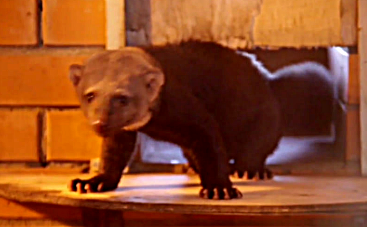 В Центре Воспроизводства редких видов животных родились тайры