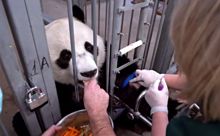 В Московском зоопарке панды прошли ветеринарный осмотр