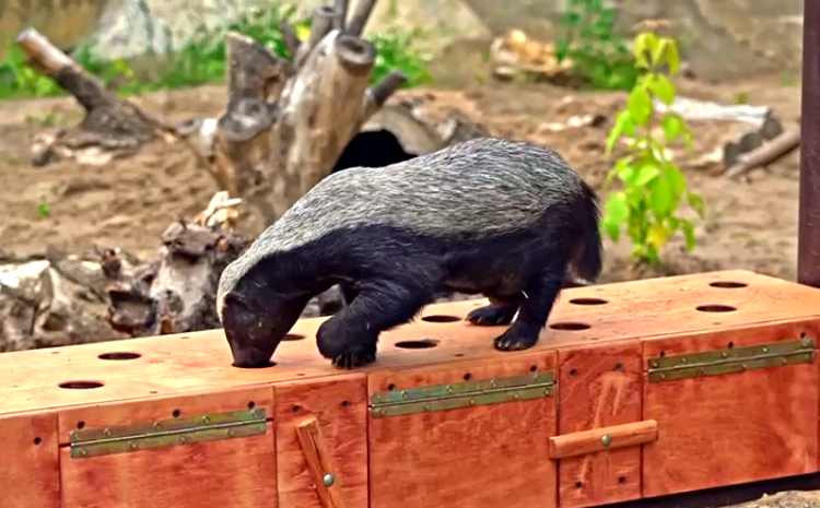 Медоеды Московского зоопарка вышли в уличный вольер