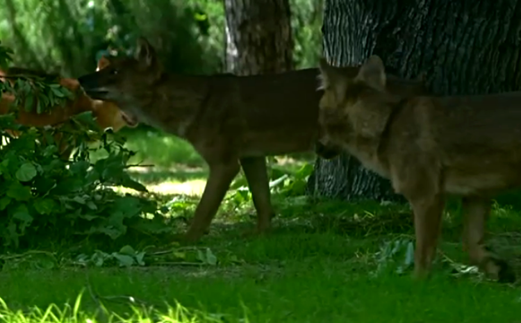 Красные волки Московского зоопарка обжились в новом вольере