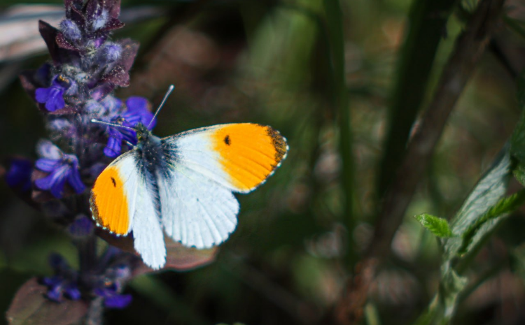 На природных территориях Москвы начался массовый лет бабочек