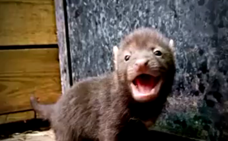 В Московском зоопарке у кустарниковых собак снова родились детеныши