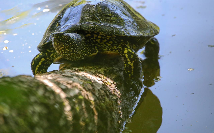 В природном заказнике «Долина реки Сетунь» поселилась болотная черепаха