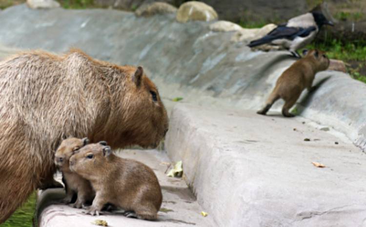 В Московском зоопарке родились три детеныша капибары