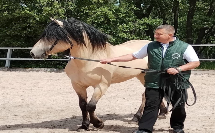 Жеребец Вальс вернулся в Москву с наградами от конной выставки «Иппосфера»