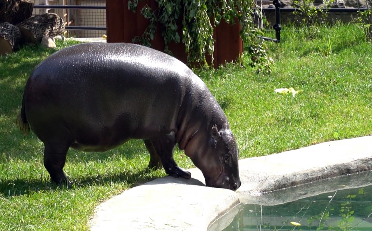 В Московском зоопарке построили уличный вольер для карликового бегемота