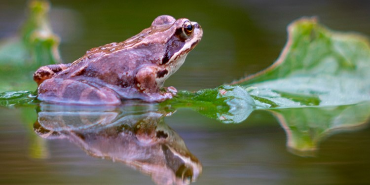 Горожане могут послушать лягушачьи концерты в московских парках