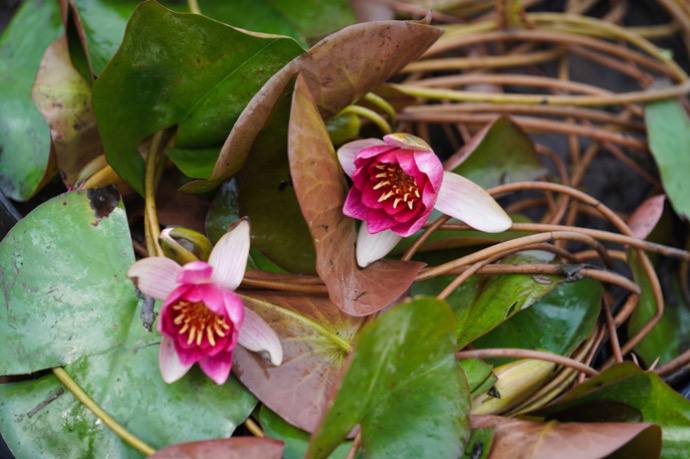 В Москве высадят около 70 тысяч растений