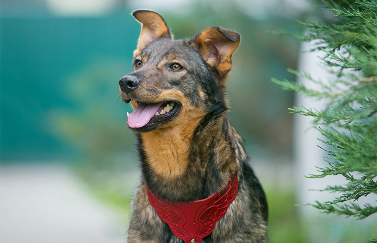 Забрать, нельзя оставить: кошки и собаки выставки-пристройства «Ждут ДОМа»
