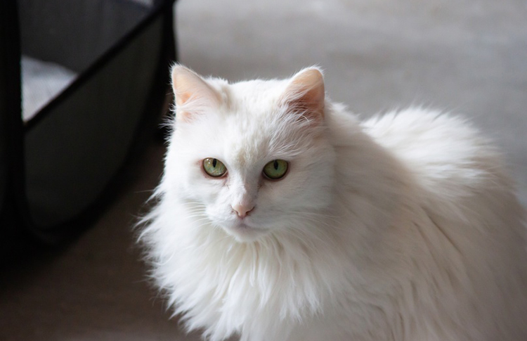 В хорошие руки: животные в приютах Москвы, которых можно забрать домой в июле 2023 года