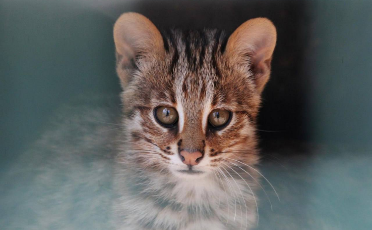 Амурские коты из Центра реабилитации диких животных переехали в летний домик