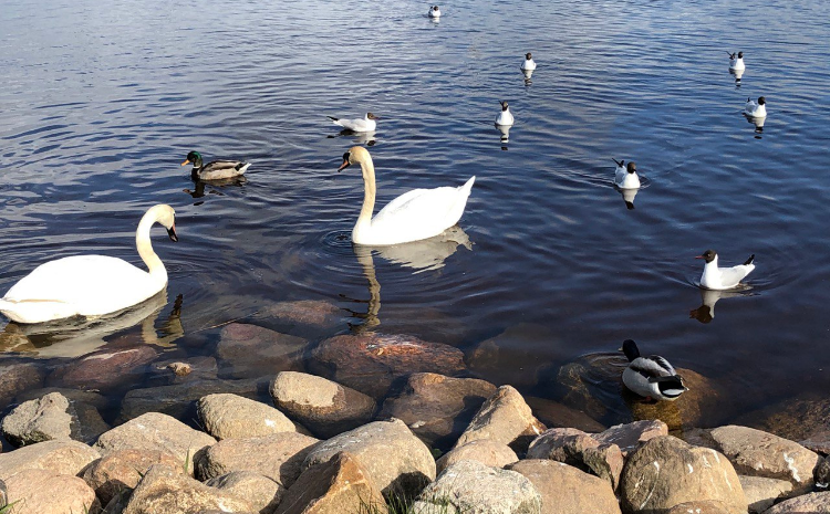 Специалисты Мосприроды призвали граждан не кормить водоплавающих летом
