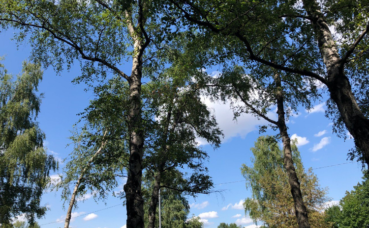 В Москве завершился второй этап благоустройства возле станции БКЛ «Зюзино»