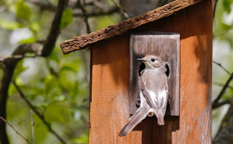 Мосприрода помогла появиться на свет новому поколению пернатых