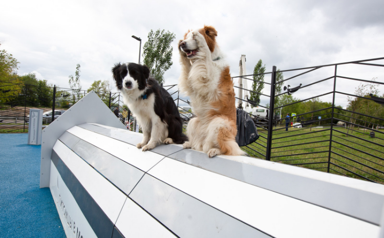 В Лосиноостровском районе появилась новая площадка для выгула собак