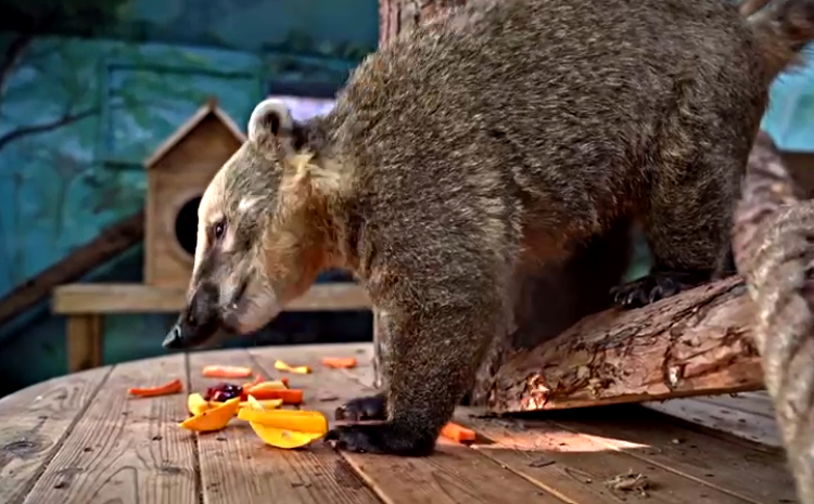 В Московском зоопарке заботятся о животных, изъятых у перекупщиков