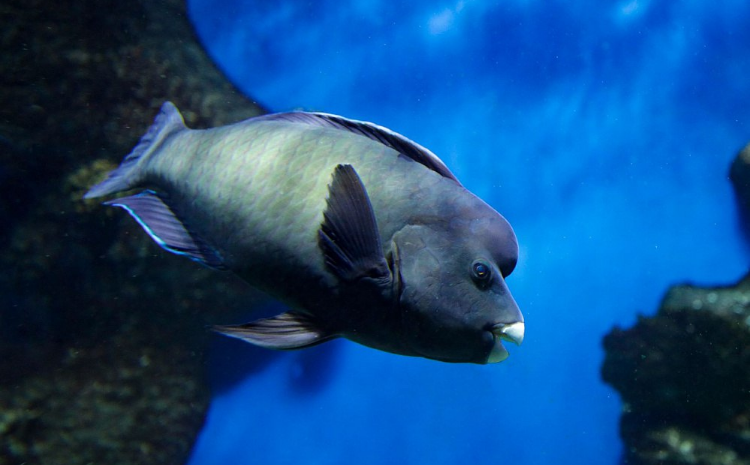 В «Москвариуме» поселились пресноводная рыба-игла и шишколобая рыба-попугай