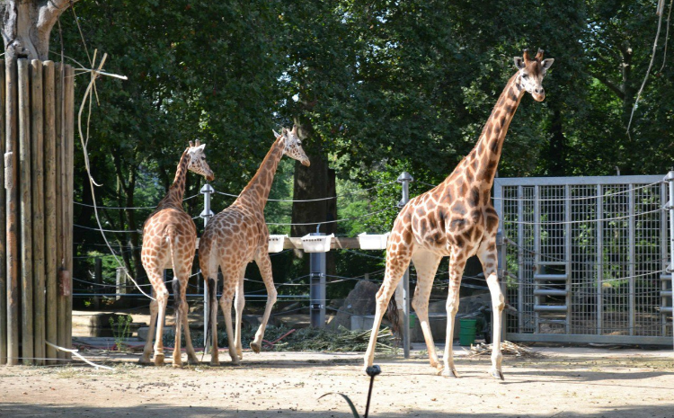 В Московском зоопарке состоится лекция «Прогулка по зоопарку Антверпена»