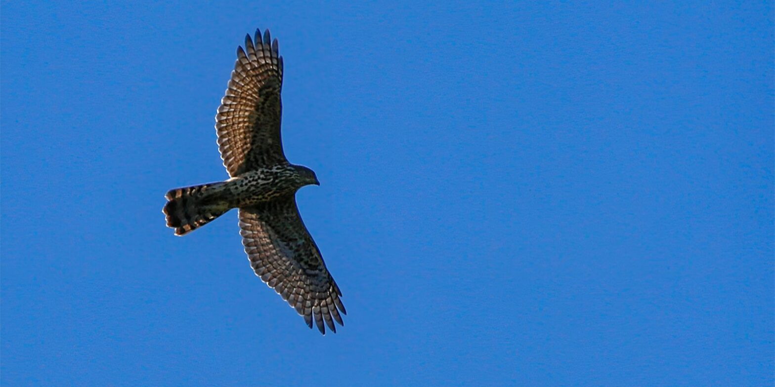 Москва похорошела: в город вернулись редкие птицы