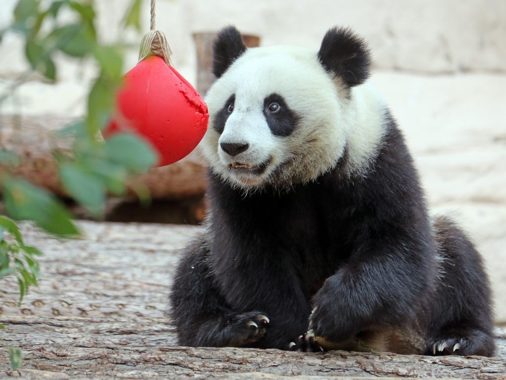 Животным из Московского зоопарка можно подарить подарок и получить бесплатный билет