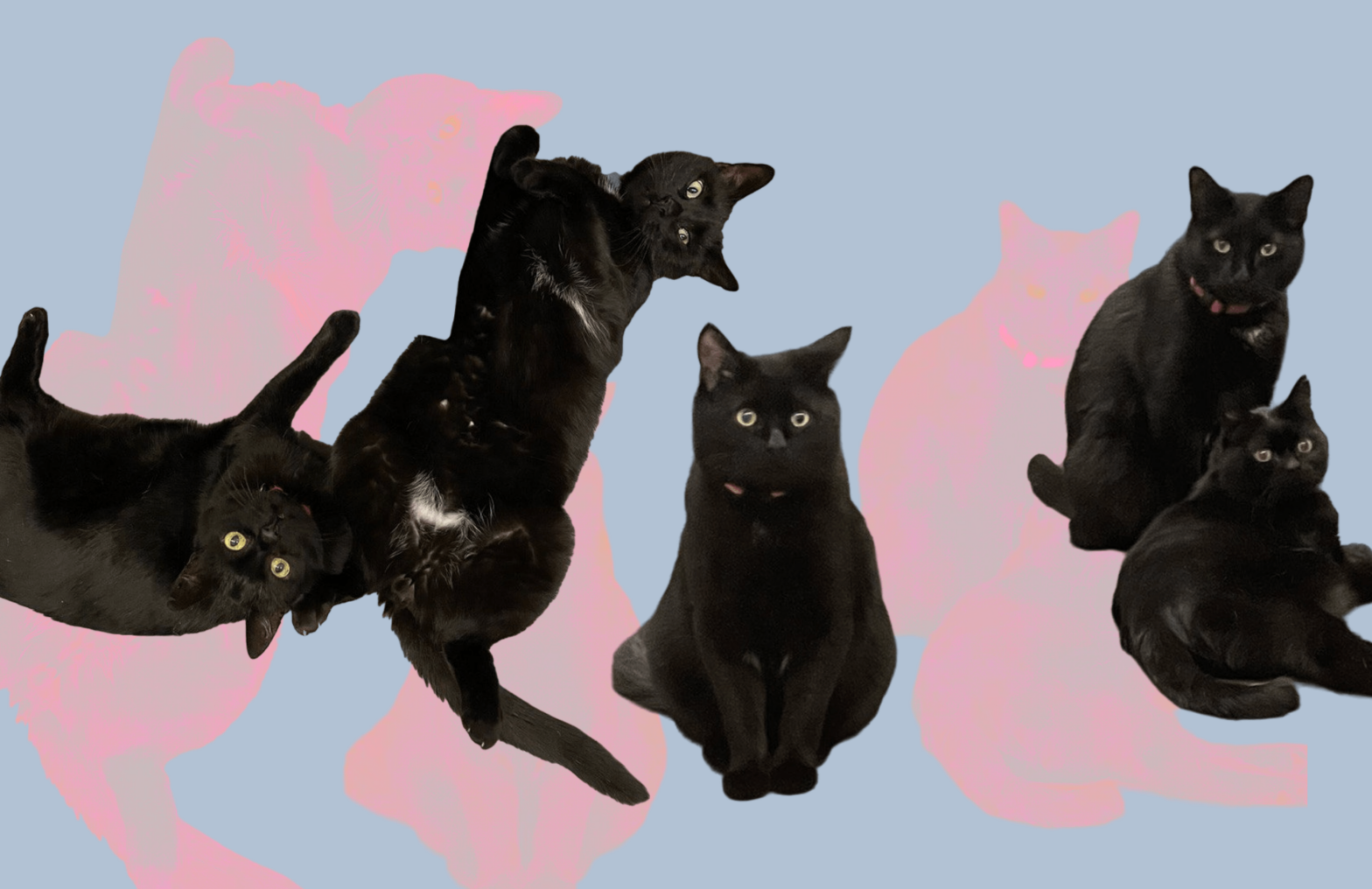 Найти друга: как помочь бездомным животным