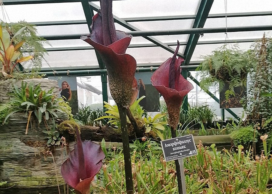 В «Аптекарском огороде» расцвел Язык дьявола