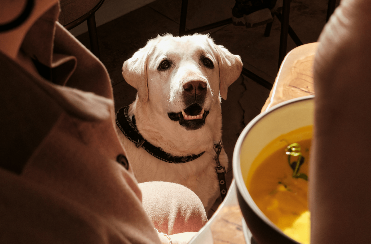 Куда отправиться с питомцем в Москве: парки, кафе и тематические пикники