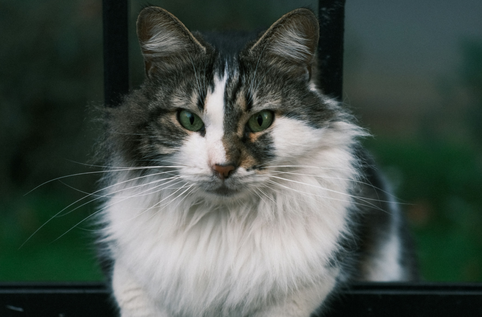 В Московской области потерявшихся питомцев будет искать нейросеть