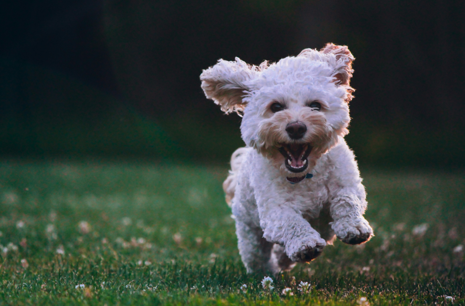 В Парке Событие состоится дог-френдли фестиваль «Собаки, друзья и человеки»